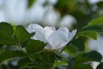 A white rose is blossoming outdoor in sunny summer day.