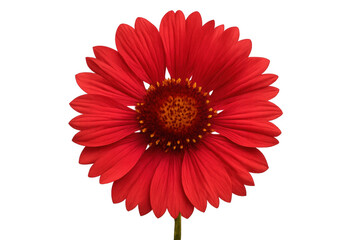 Red gaillardia flower with orange center blooming on transparent background, perfect for graphic design projects