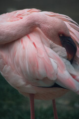 Elegant pink flamingo in close-up – head gently nestled in the feathers.