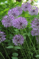 Obraz premium unusual and beautiful purple flowers