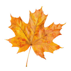 Obraz premium Vibrant autumn maple leaf