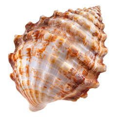 A detailed close-up of a seashell (1)