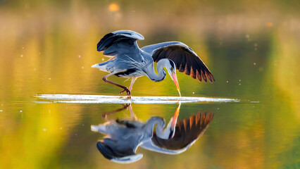 Grey Heron fishing in a pond at sunset. Ardea cinerea, Touraine, Indre et Loire 37, région Centre Val de Loire, France, European Union, Europe