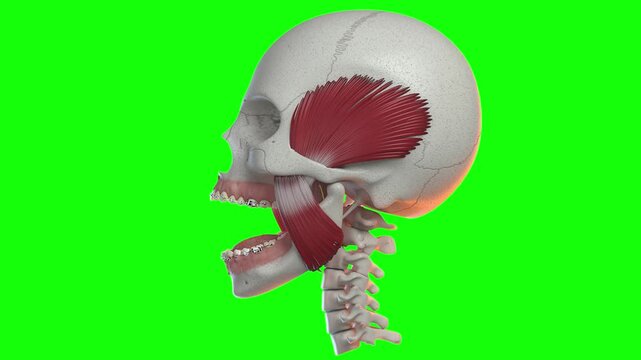 Human skull with muscles animation on green screen medical educational video