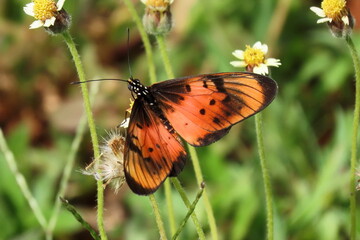 butterfly on flower