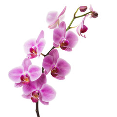 Pink Orchid Blossom Close-Up