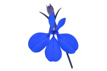 Edging lobelia flower featuring vibrant blue petals and a striking purple bud, beautifully isolated on a transparent background