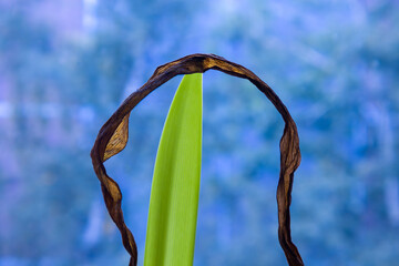 New green stem is growing in a pot with a brown wilted plant. The concept of rebirth and...