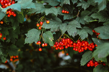 A branch of Viburnum opulus with bright red berries during ripening. A detailed botanical image for...