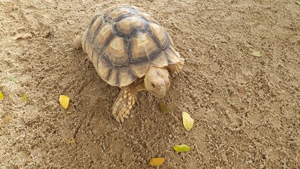 A Close-Up View of a Tortoise Crawling on Sandy Ground Surrounded by Fallen Leaves in a Natural Outdoor Setting