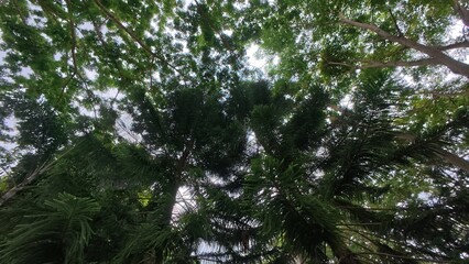 Lush Canopy of Tropical Forest with Sunlight Filtering Through Green Leaves and Vivid Foliage Creating a Serene Natural Atmosphere