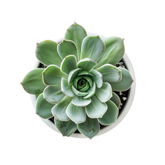 Top-down view of a succulent plant in a white pot
