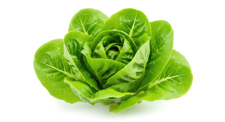Fototapeta premium Fresh Green Butterhead Lettuce Head.