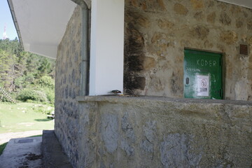 Little bird eating in the park