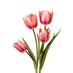 Naklejka premium Close-up of four coral-pink tulips