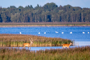 Hirschbrunft am Pramort. 12.09.2024.
