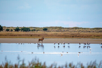 Hirschbrunft und Kraniche am Pramort. 12.09.2024.