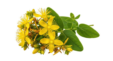 Isolated St John's Wort Flowers