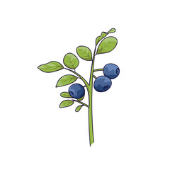 A blueberry bush, berries on a branch with leaves, botanical illustration in a flat style
