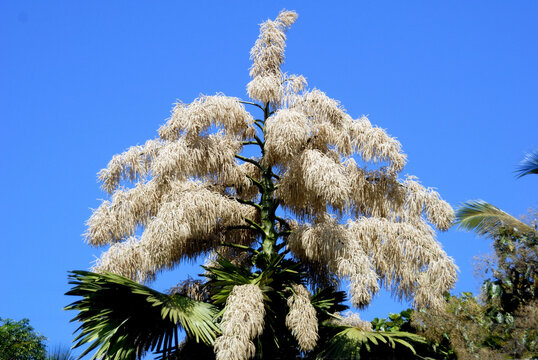 The "Palmyra Flower" typically refers to the flowers of the Borassus flabellifer, also known as the Palmyra palm, toddy palm, or lontar palm.