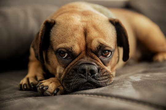 Hund liegend