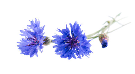 Blue Cornflower isolated on white background. Centaurea cyanus or bachelor's button flowers.
