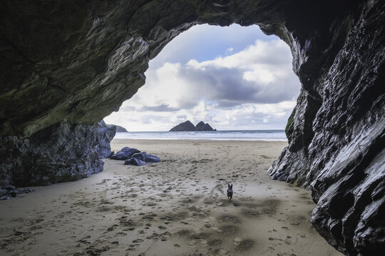 View of cavernous mouth reveals a sandy beach where a dog stands dwarfed by the vast ocean and Gull Rocks under a sky brushed with clouds, Holywell Bay, England, United Kingdom.