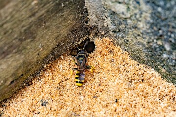 A wasp entering a wooden hole