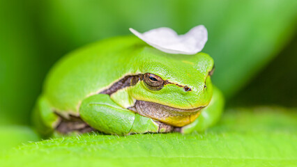 Tree frog at rest on a leaf of Bramble with a petal on his head. Hyla arborea, Rubus fruticosus, Touraine, Indre et Loire 37, région Centre Val de Loire, France, European Union, Europe