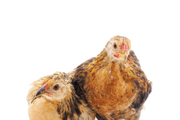Two red little chickens.