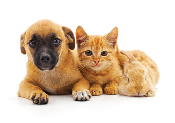 Puppy with kitten and rabbit.