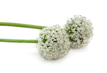 Two flowers of the onion.