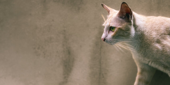 Siamese Cat Profile Against Neutral Background