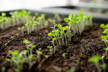Seedlings Growing in Soil, Showcasing Early Plant Development in an Indoor Garden Setting During...