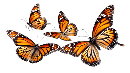 Fototapeta premium Three Monarch Butterflies in Flight: Vibrant, Detailed, Black Background