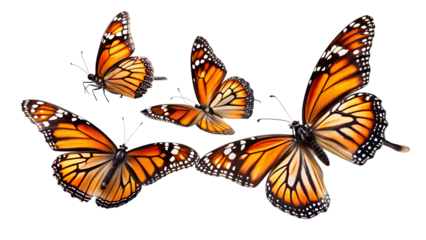 Three Monarch Butterflies in Flight: Vibrant, Detailed, Black Background