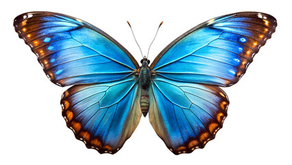 Fototapeta premium Vibrant Blue Morpho Butterfly: Close-up Studio Shot, Isolated on Black, Detailed Wing Texture, Serene and Elegant.