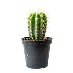 Small cactus in dark pot