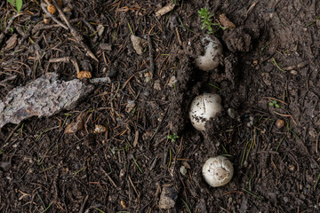 White mushrooms growing from soil and forest debris on woodland floor