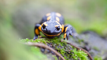 Fire salamander walking forward on the ground covered with moss in the edge of forest. Salamandra salamandra, Touraine, Indre et Loire 37, région Centre Val de Loire, France, European Union, Europe