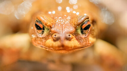 Portrait of a male Common toad during the breeding season. Bufo bufo, Touraine, Indre et Loire 37, région Centre Val de Loire, France, European Union, Europe