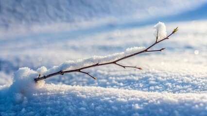 Snow-covered branches of a winter tree glisten under a cold blue sky