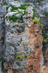 Griffon vulture (Gyps fulvus) in the Duratón River Gorges Natural Park in the province of Segovia, Autonomous Community of Castile and Leon, Spain, Europe