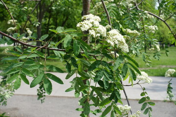 Thin branch of blossoming Sorbus aucuparia in mid May