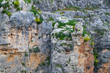 Griffon vulture (Gyps fulvus) in the Duratón River Gorges Natural Park in the province of Segovia, Autonomous Community of Castile and Leon, Spain, Europe