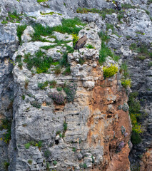 Griffon vulture (Gyps fulvus) in the Duratón River Gorges Natural Park in the province of Segovia, Autonomous Community of Castile and Leon, Spain, Europe