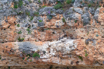Griffon vulture (Gyps fulvus) in the Duratón River Gorges Natural Park in the province of Segovia, Autonomous Community of Castile and Leon, Spain, Europe