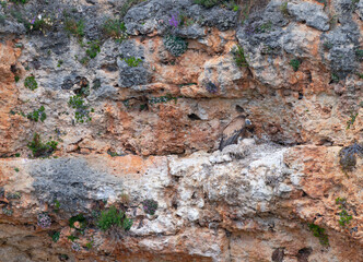 Griffon vulture (Gyps fulvus) in the Duratón River Gorges Natural Park in the province of Segovia, Autonomous Community of Castile and Leon, Spain, Europe