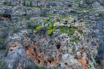 Griffon vulture (Gyps fulvus) in the Duratón River Gorges Natural Park in the province of Segovia, Autonomous Community of Castile and Leon, Spain, Europe