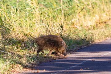 Wildschwein Frischling am Pramort an der Ostsee.